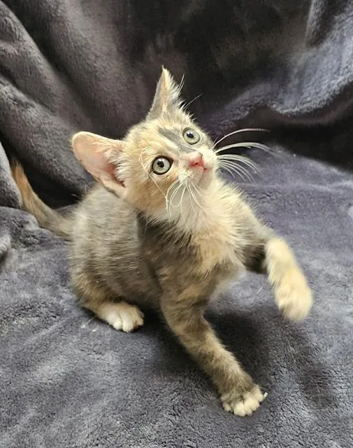 A baby small-sized female Domestic Short Hair cat named Shadow for adoption in Camarillo, CA