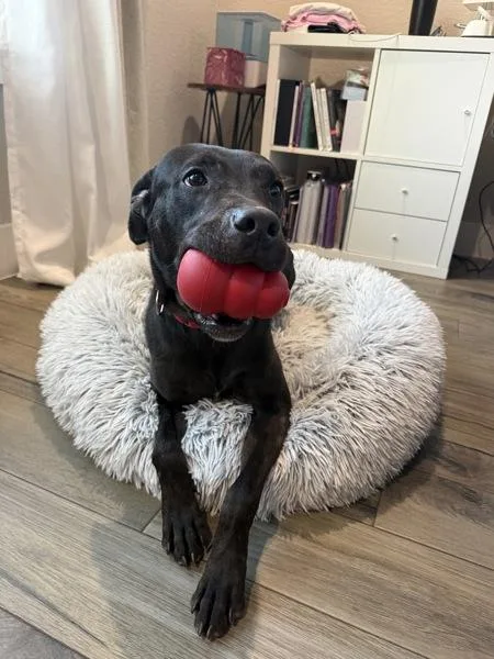An adult large-sized male Mixed Breed dog named Azuki for adoption in Austin, TX