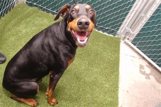 An adult medium-sized male Doberman Pinscher dog named Dodger for adoption in Downey, CA