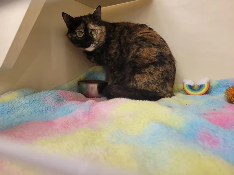 An adult medium-sized female Domestic Short Hair cat named Mochi for adoption in Lorain, OH