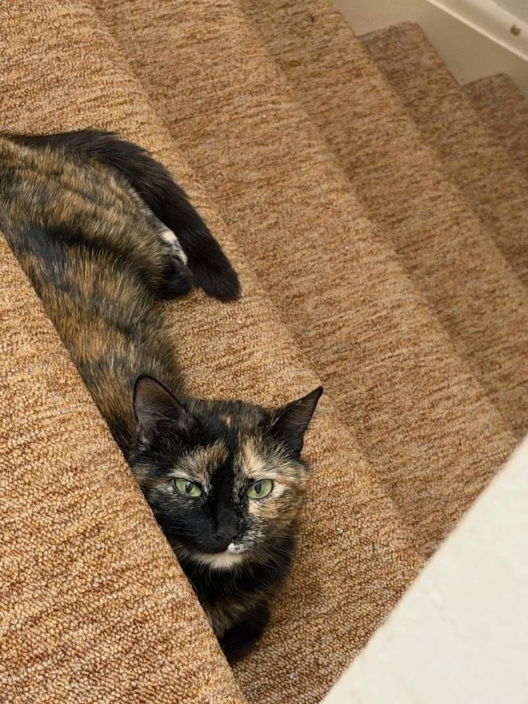 Mochi thumbnail 3