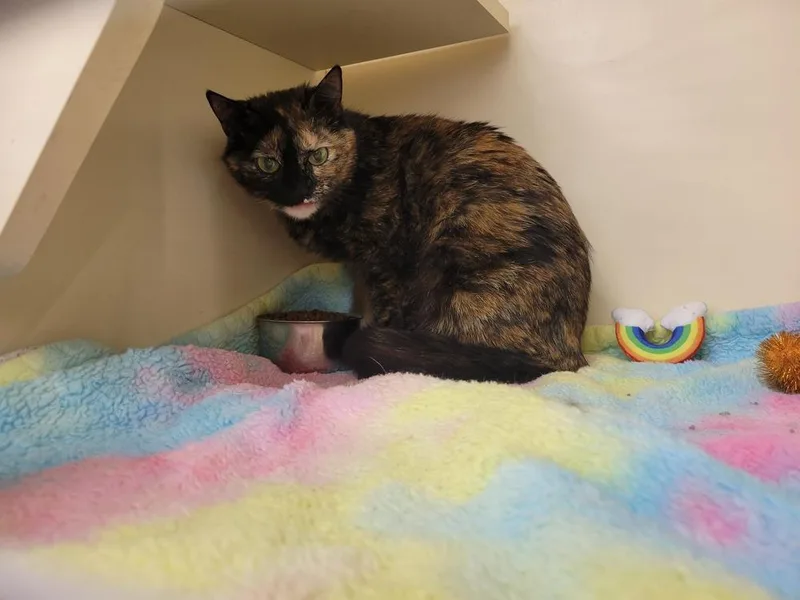Mochi thumbnail 4