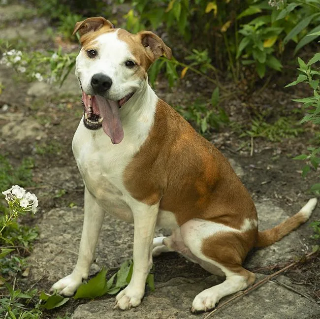 An adult medium-sized male Brown / Chocolate Coonhound dog named Romey for adoption in Chicago, IL