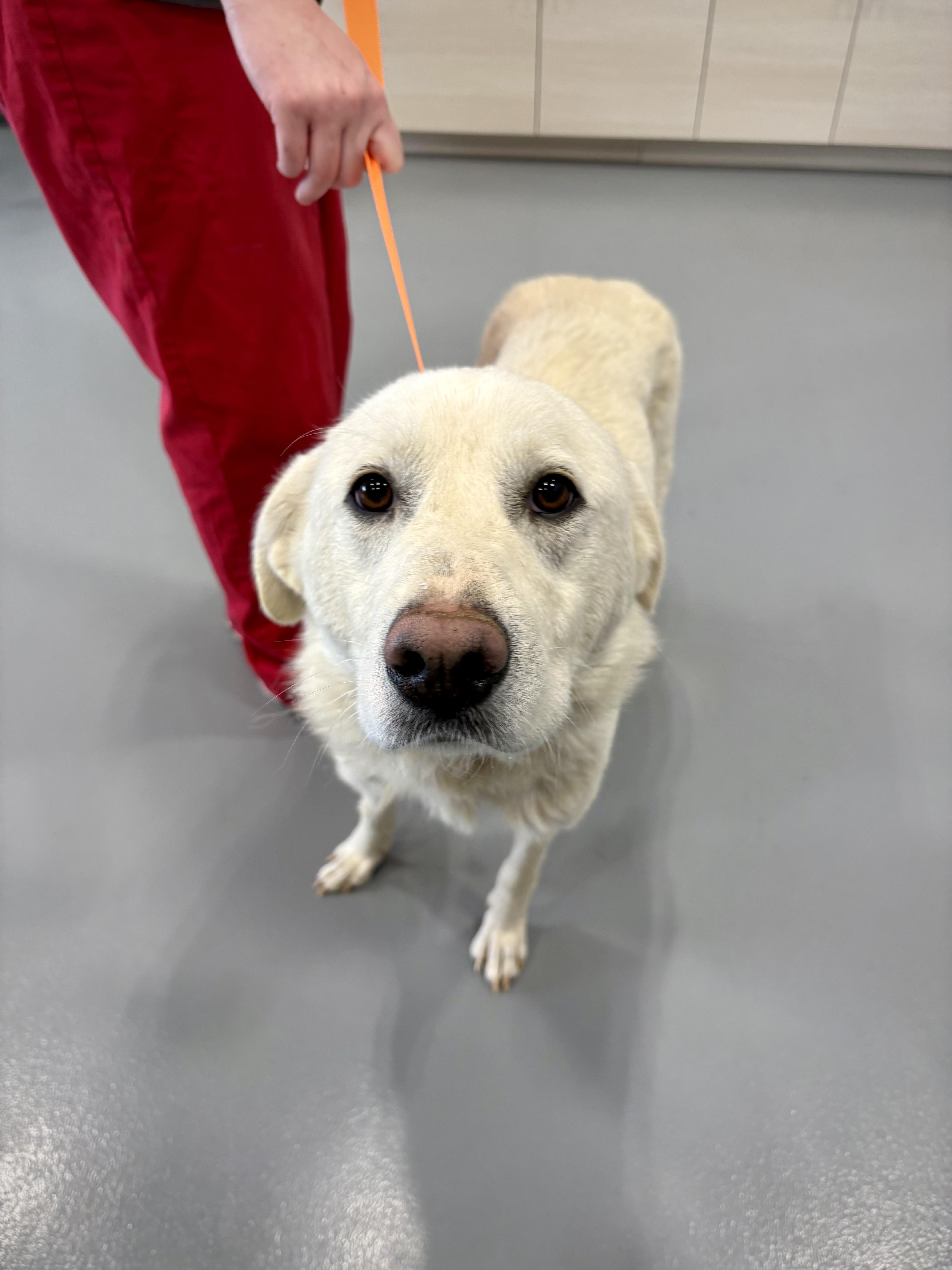 An adult medium-sized female White / Cream Pyrenean Shepherd dog named Everlane for adoption in Kalamazoo, MI