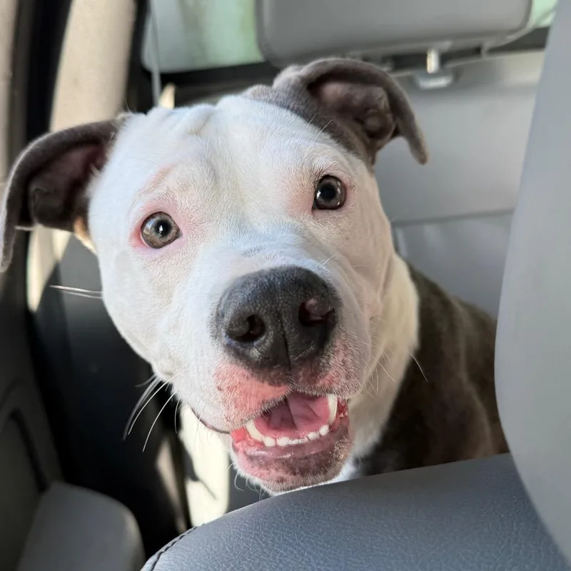 An adult medium-sized female Bull Terrier dog named Oreo for adoption in Galveston, TX