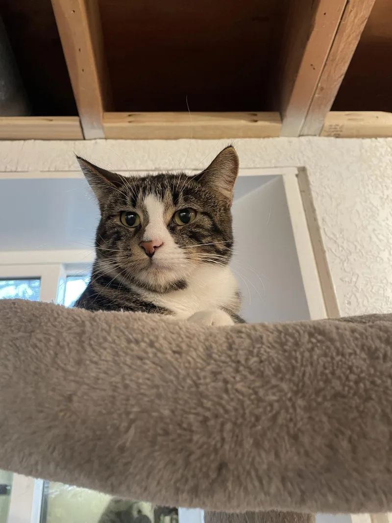 Watson Ic thumbnail 2