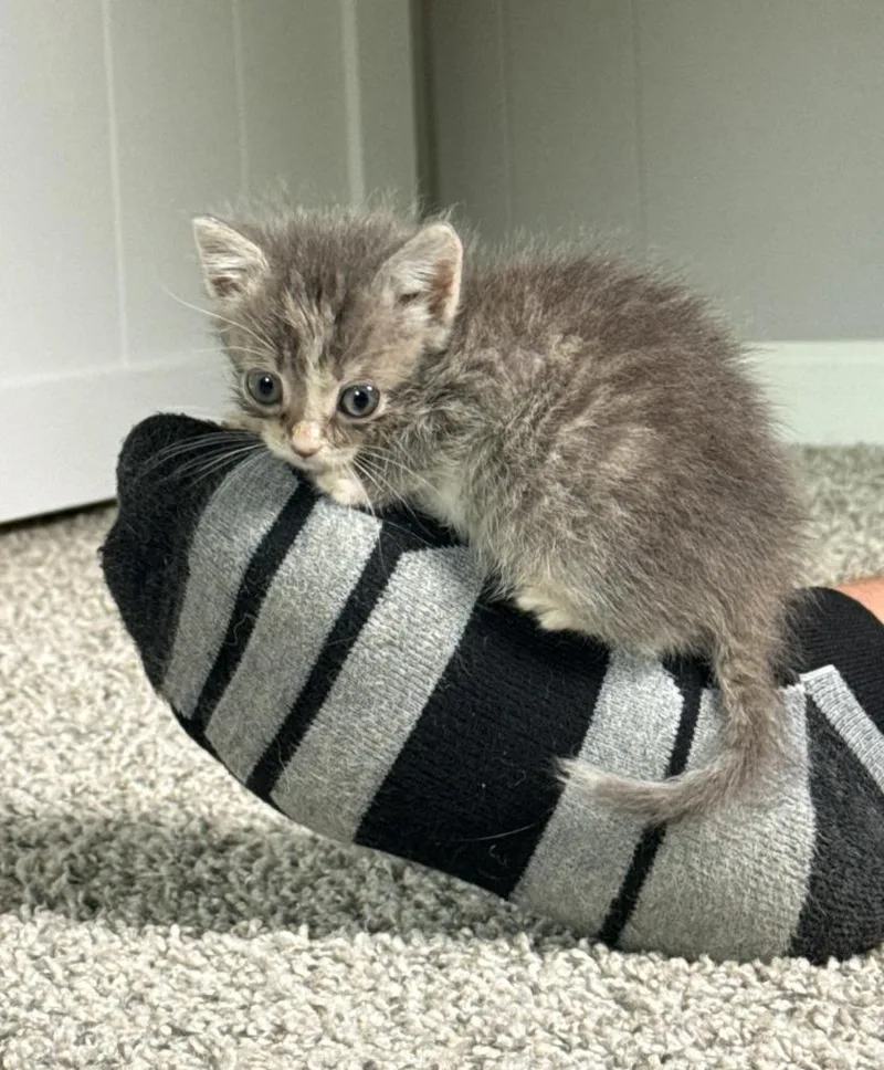 A baby medium-sized female Domestic Short Hair cat named Jinx for adoption in Johnson City, TN