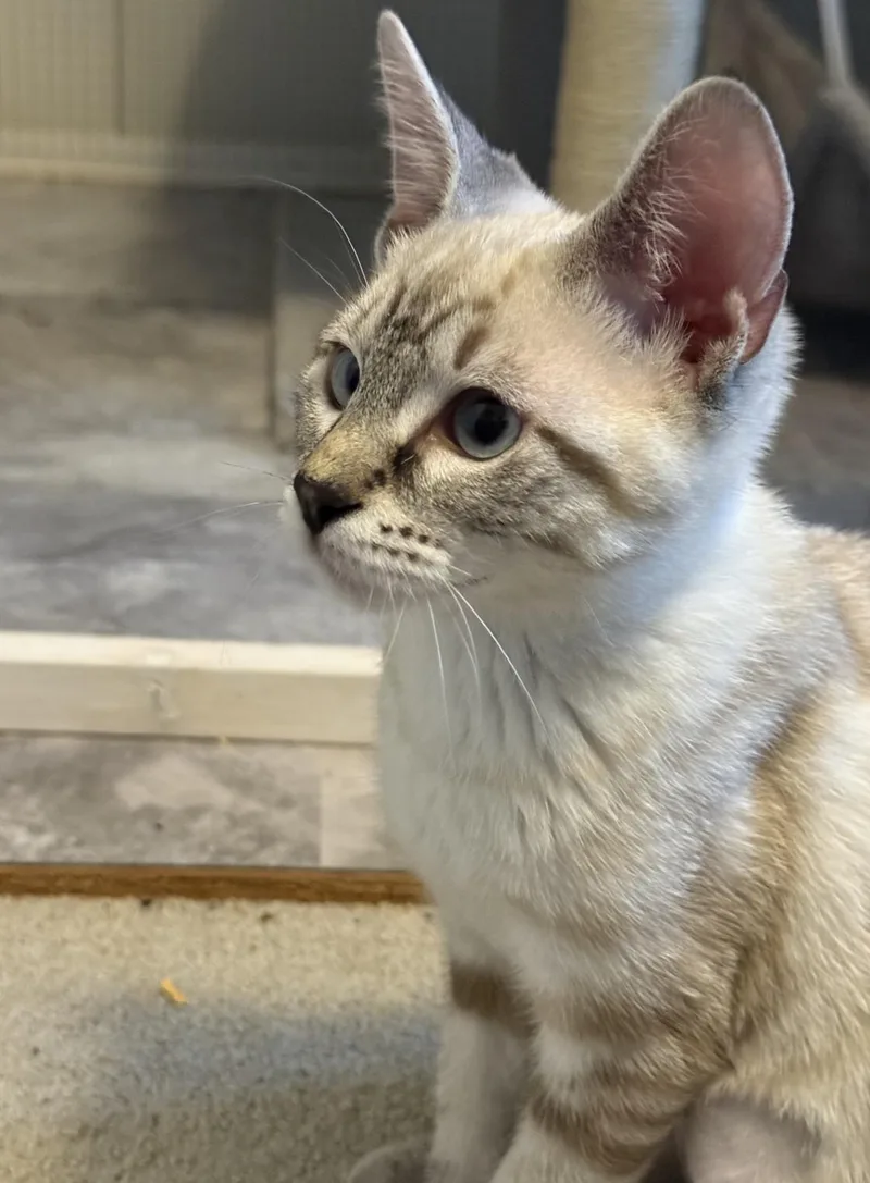 A baby medium-sized female Buff & White Domestic Short Hair cat named Ash for adoption in Silverton, OR