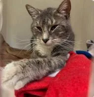 An adult medium-sized male Domestic Short Hair cat named Pirate for adoption in West Chester, PA