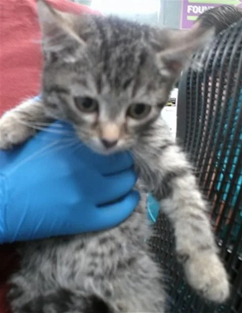 A baby small-sized male Domestic Short Hair cat named A for adoption in Oklahoma City, OK