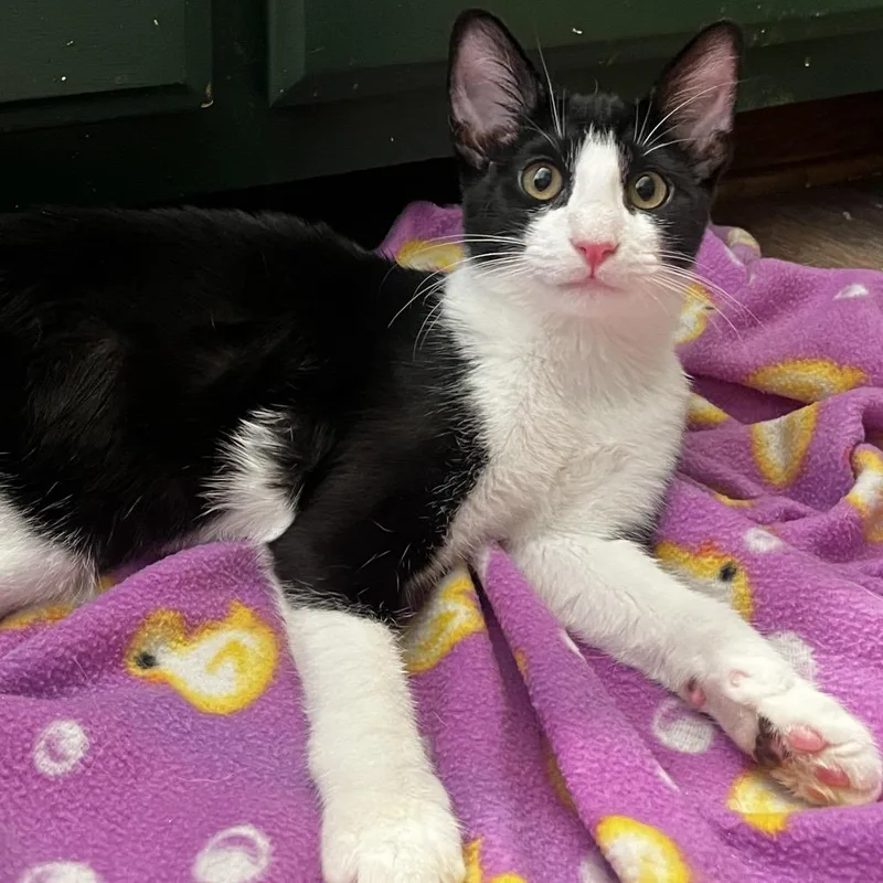 A baby small-sized female Black Domestic Short Hair cat named Dolly Purrton for adoption in Yucca Valley, CA