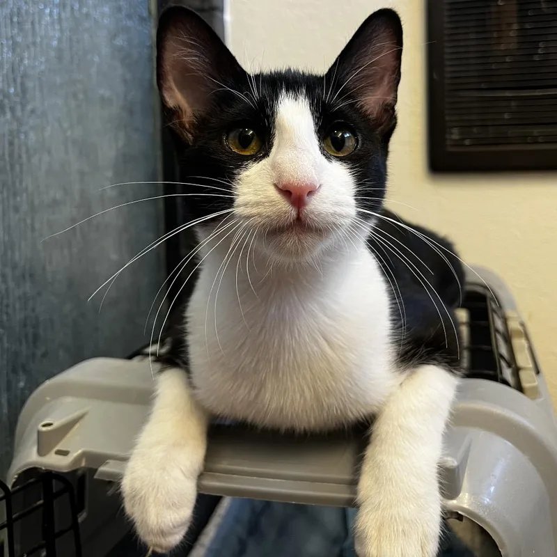 Dolly Purrton thumbnail 2