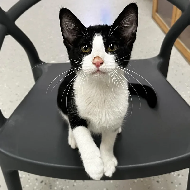 Dolly Purrton thumbnail 3