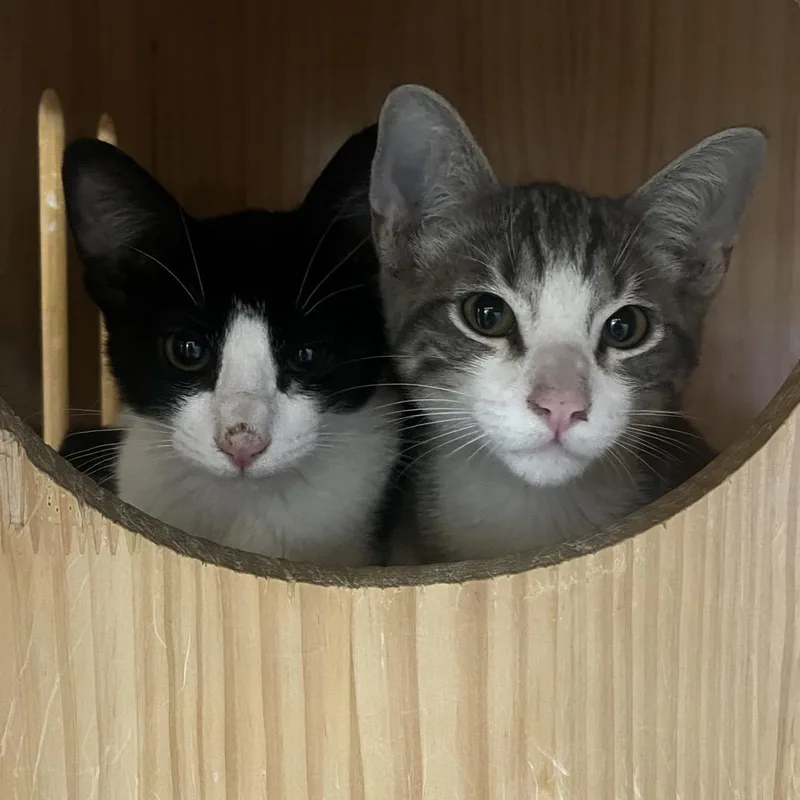 Dolly Purrton thumbnail 4