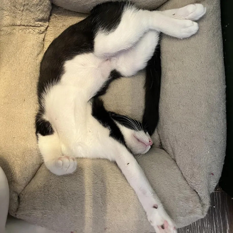 Dolly Purrton thumbnail 5