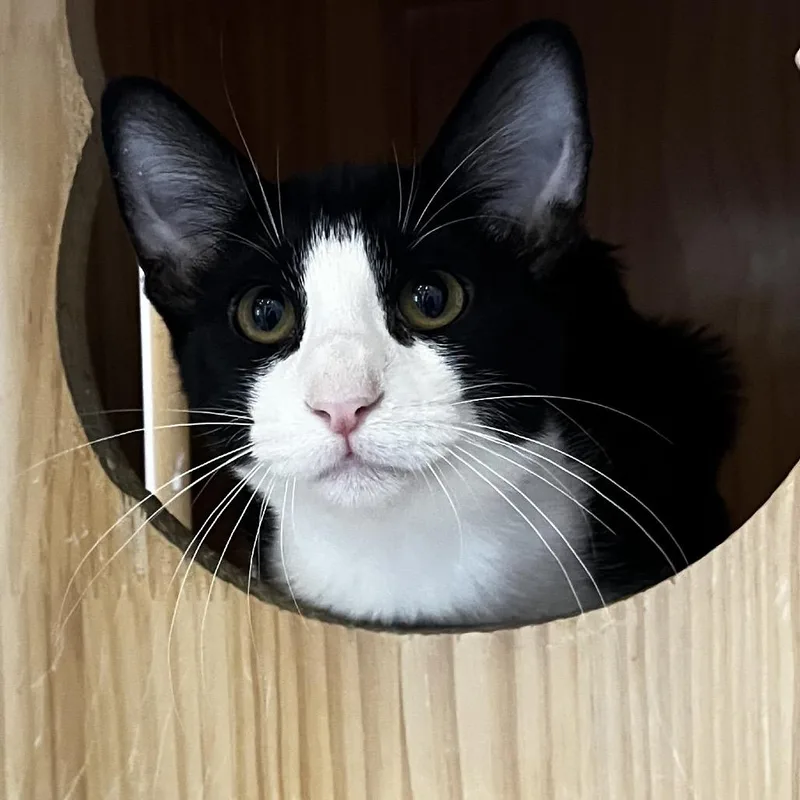 Dolly Purrton thumbnail 6