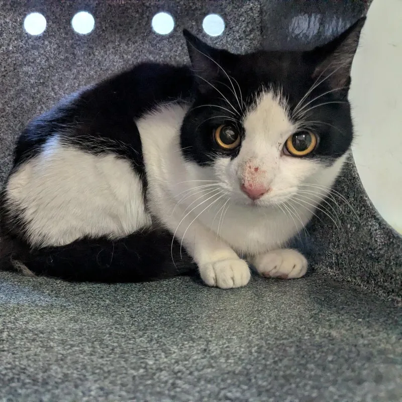 An adult medium-sized male Black Domestic Short Hair cat named Mustard for adoption in Birmingham, AL