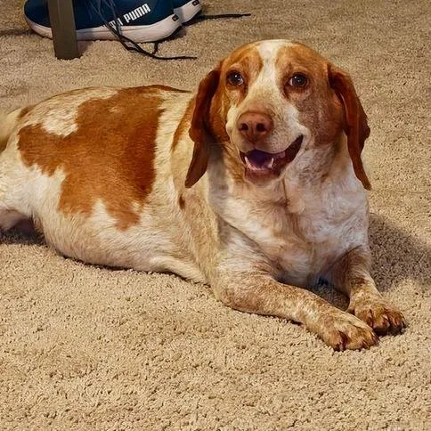 Lucille