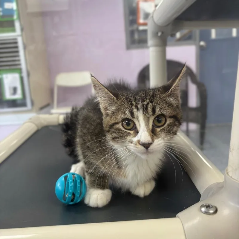 A baby small-sized female Black Domestic Medium Hair cat named Nancy for adoption in Marshalltown, IA