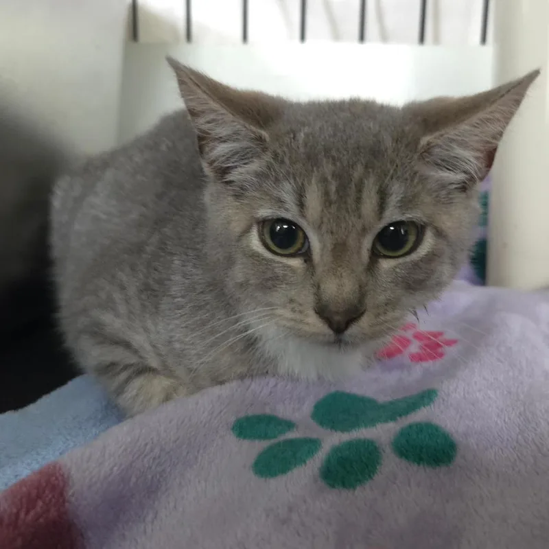 A baby small-sized female Gray / Blue / Silver Domestic Short Hair cat named Iris for adoption in Jessup, MD