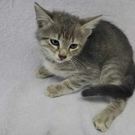 A baby medium-sized male Tabby (Gray / Blue / Silver) Domestic Short Hair cat named Wedge for adoption in Valdosta, GA