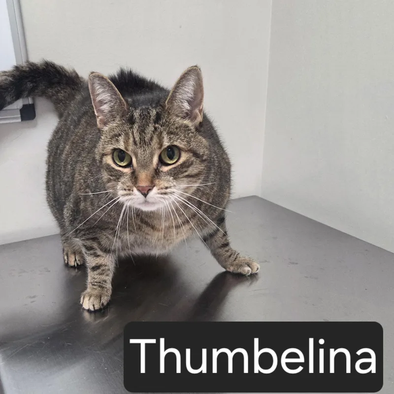 Thumbelina
