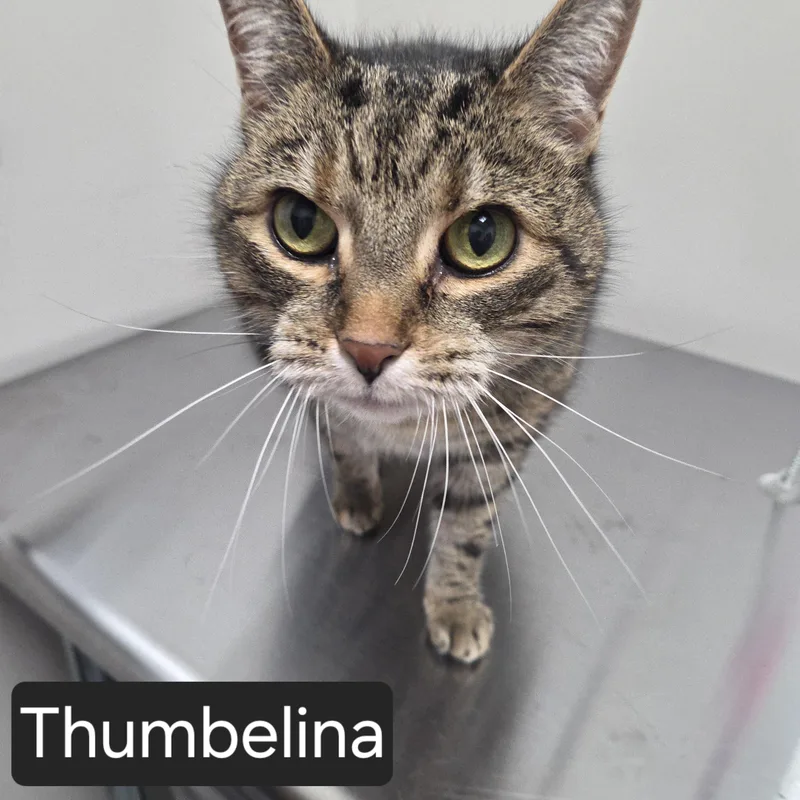 Thumbelina thumbnail 2