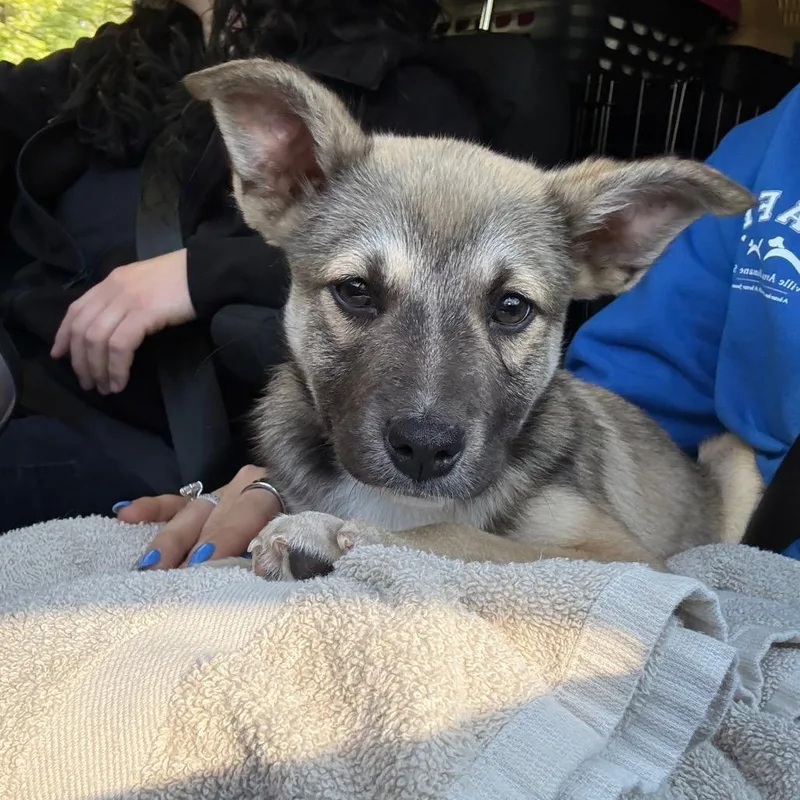 A baby small-sized male Black Mixed Breed dog named Kevin for adoption in Naperville, IL