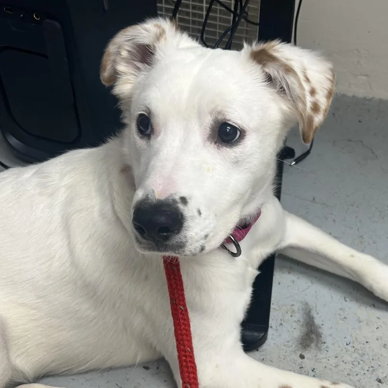 A young medium-sized female White / Cream Mixed Breed dog named Jenna for adoption in Uniontown, PA