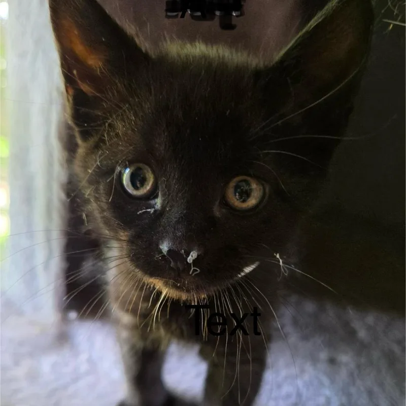 A baby small-sized male Black Domestic Medium Hair cat named Amyl C for adoption in Princeton, MN