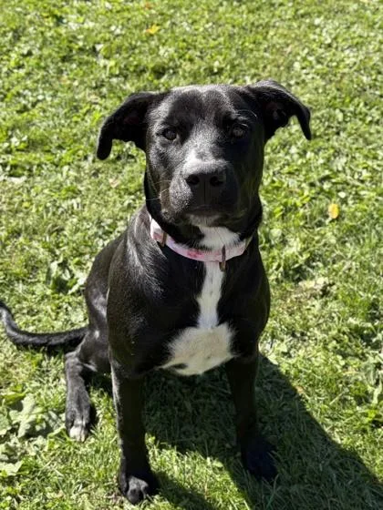 An adult medium-sized female Labrador Retriever dog named Harleaux for adoption in Jefferson, WI