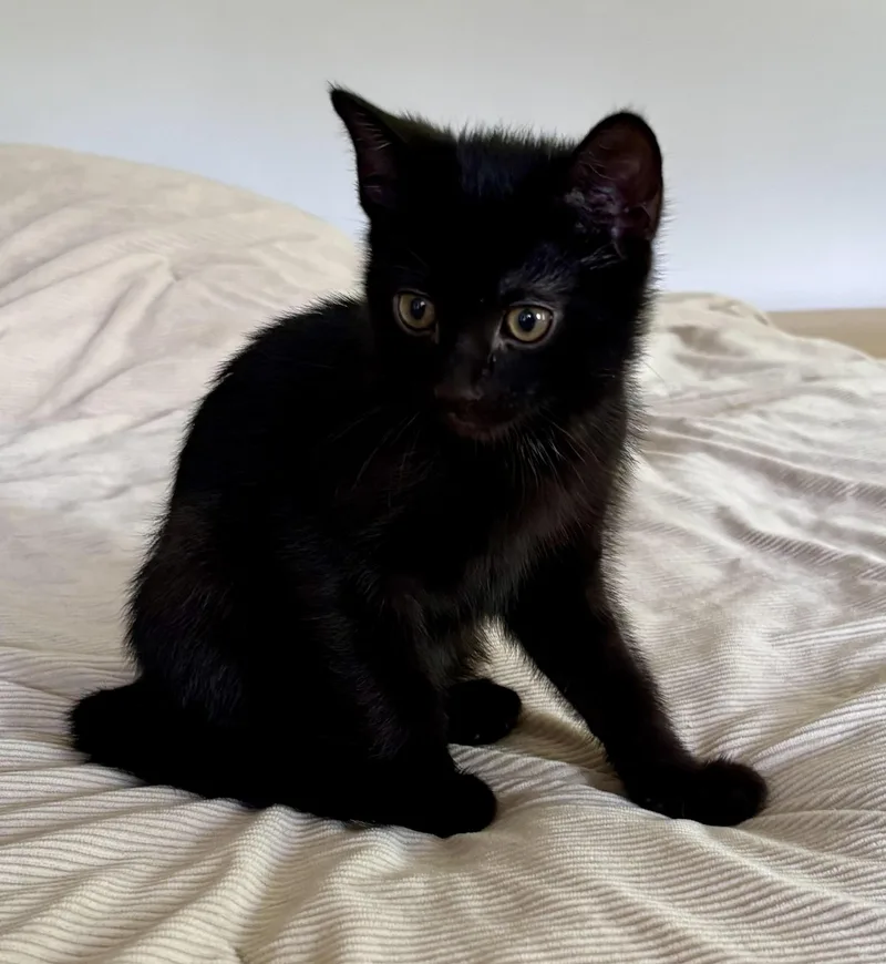 A baby medium-sized female Black Domestic Short Hair cat named Lottie for adoption in Hudson, NY