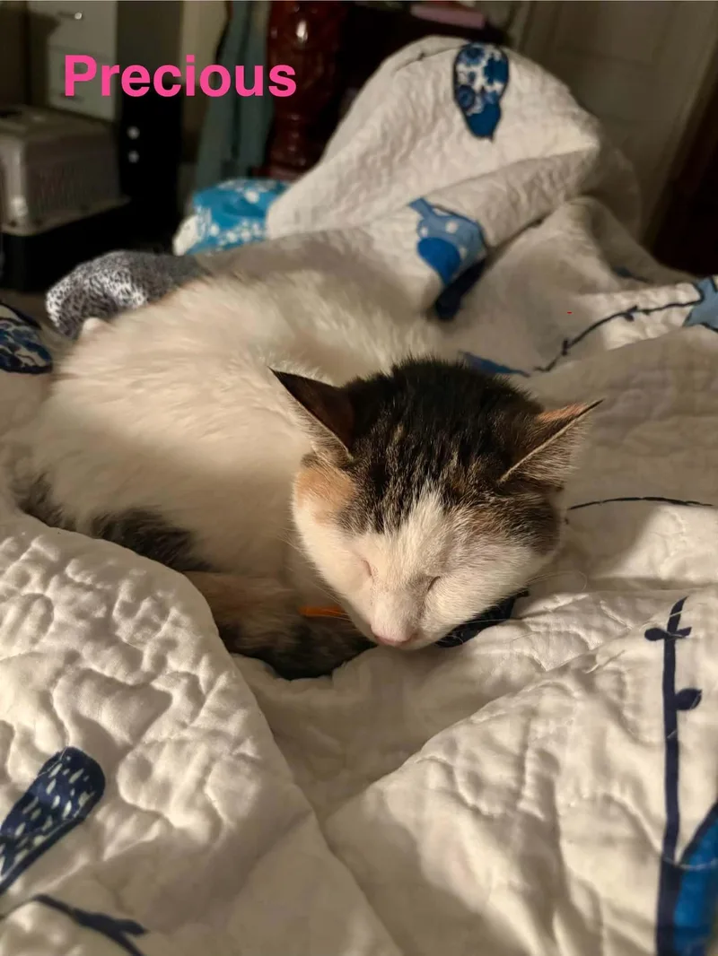 A young large-sized female Domestic Short Hair cat named Precious for adoption in Randolph, AL