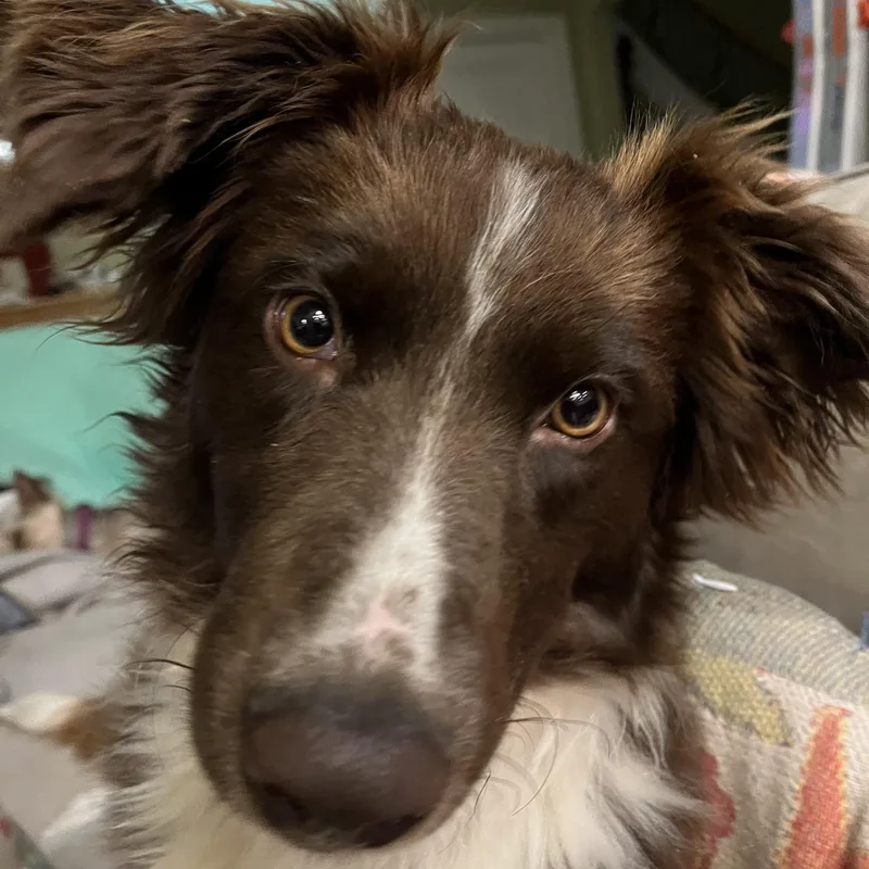 A young medium-sized female Australian Shepherd dog named Winnie for adoption in Alexandria, VA