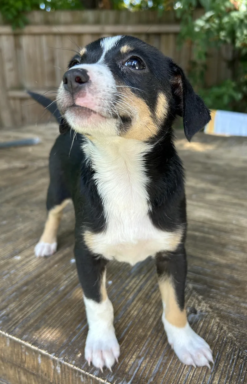 A baby small-sized female Black Rat Terrier dog named Palmer for adoption in Sarasota, FL
