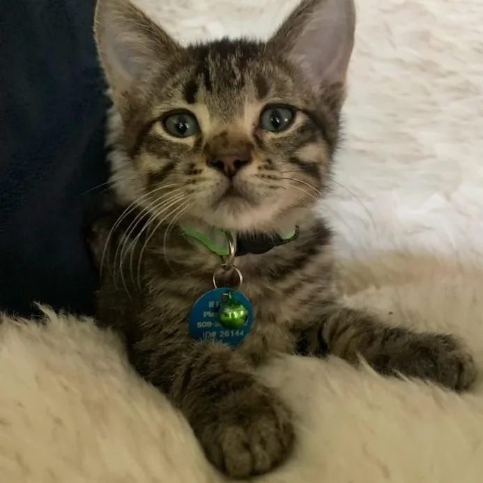 A baby medium-sized male Tabby (Gray / Blue / Silver) Tabby cat named Mousetrap for adoption in Pasco, WA