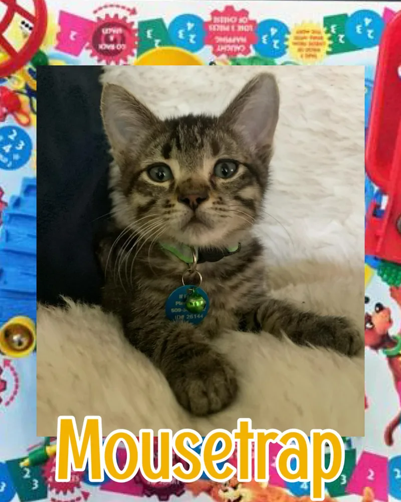 Mousetrap thumbnail 5