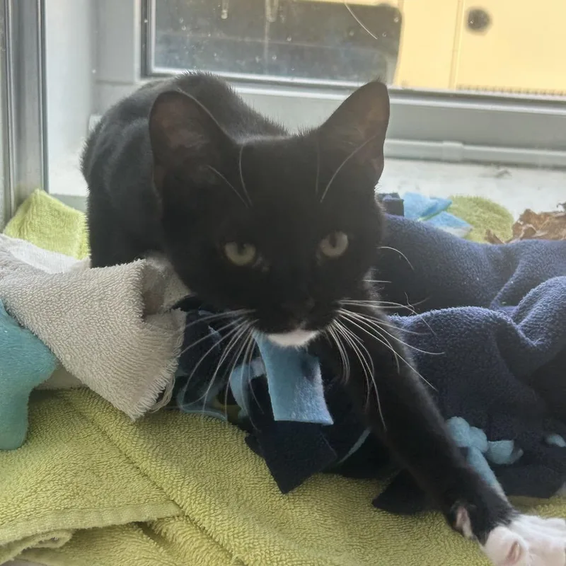 A baby small-sized female Domestic Short Hair cat named Auxana for adoption in Binghamton, NY