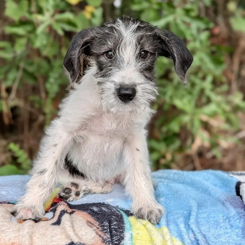 A baby small-sized male Poodle dog named Chaplin for adoption in Tyrone, GA