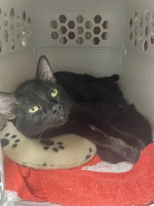 An adult medium-sized female Domestic Short Hair cat named Keisha for adoption in Westland, MI