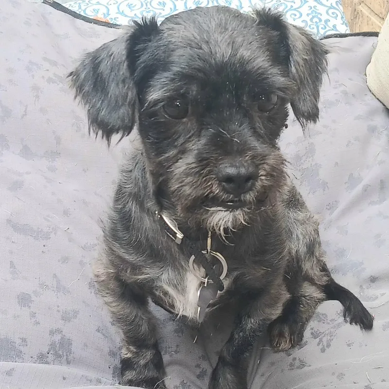 Winston Wiggles
