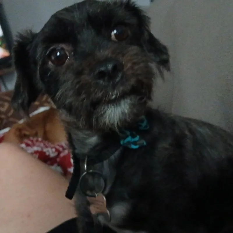 Winston Wiggles thumbnail 2
