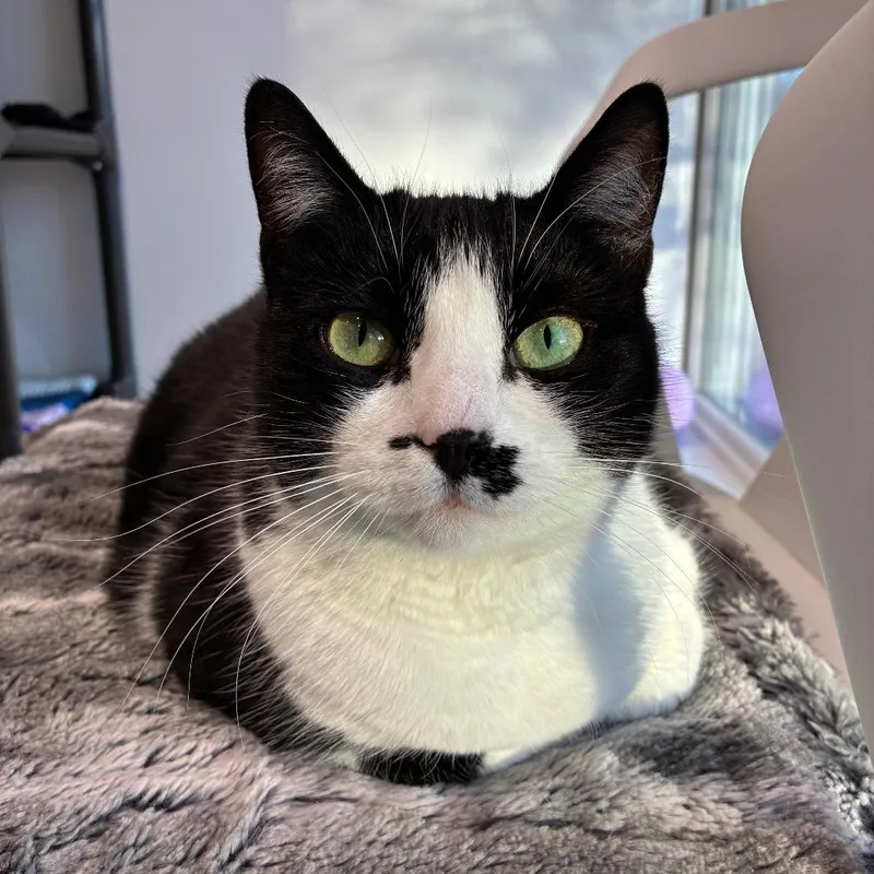 Light Fury thumbnail 2