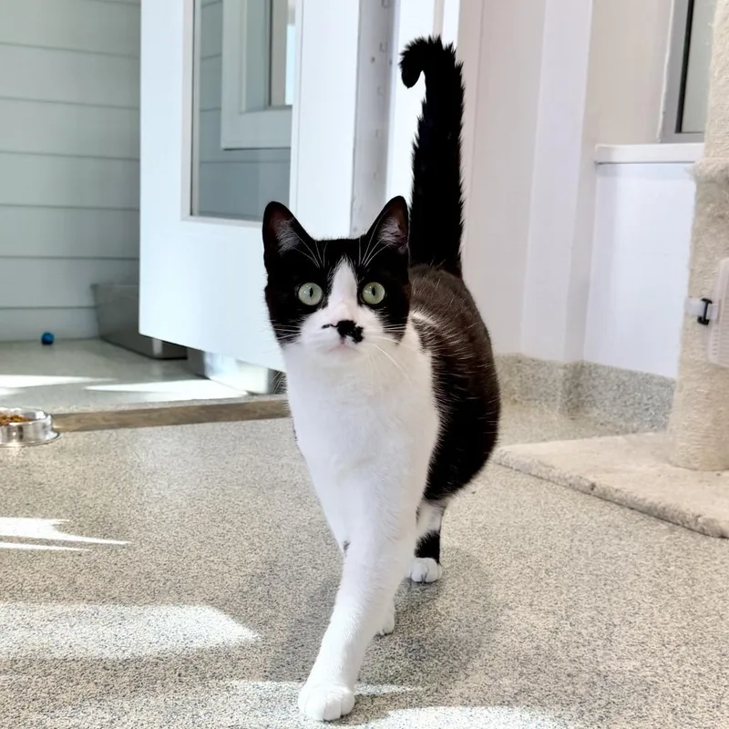 Light Fury thumbnail 3