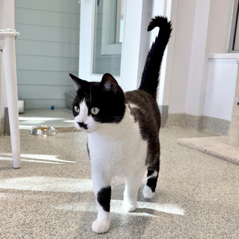 Light Fury thumbnail 4