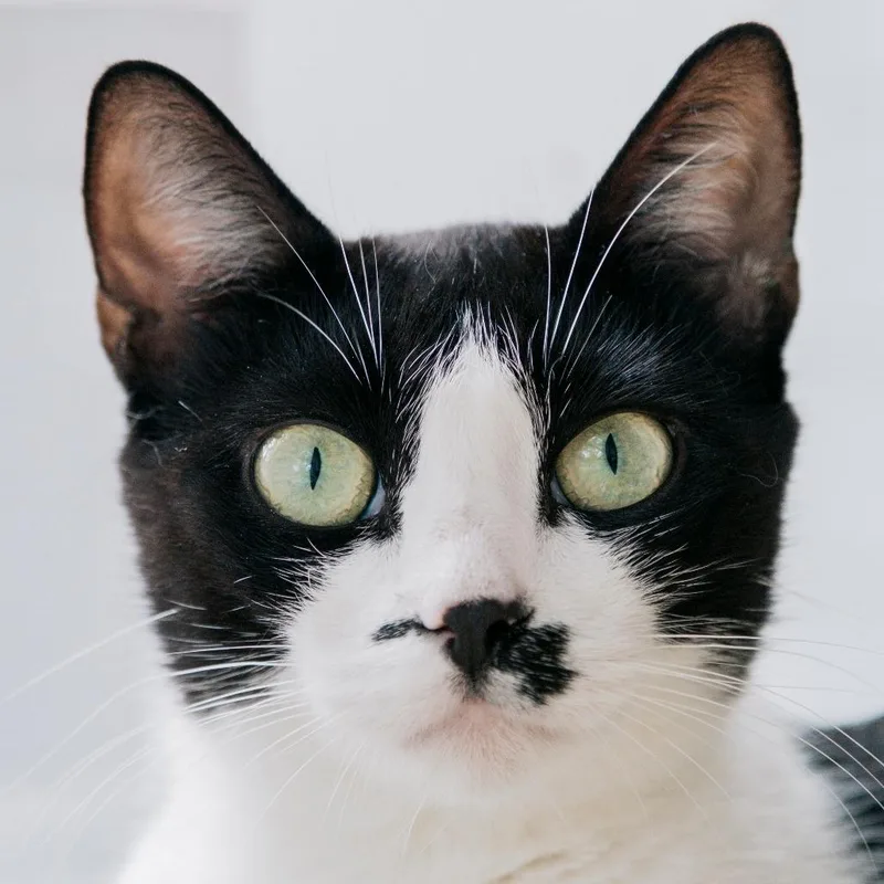 Light Fury thumbnail 5