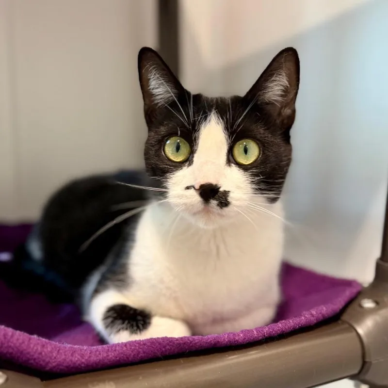 Light Fury thumbnail 6