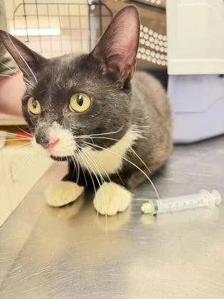 An adult small-sized male Domestic Short Hair cat named Nicky for adoption in South Bend, IN