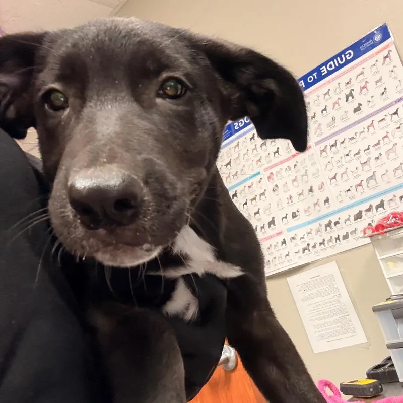 A baby small-sized male Cane Corso dog named Bear Claw for adoption in Yuma, AZ