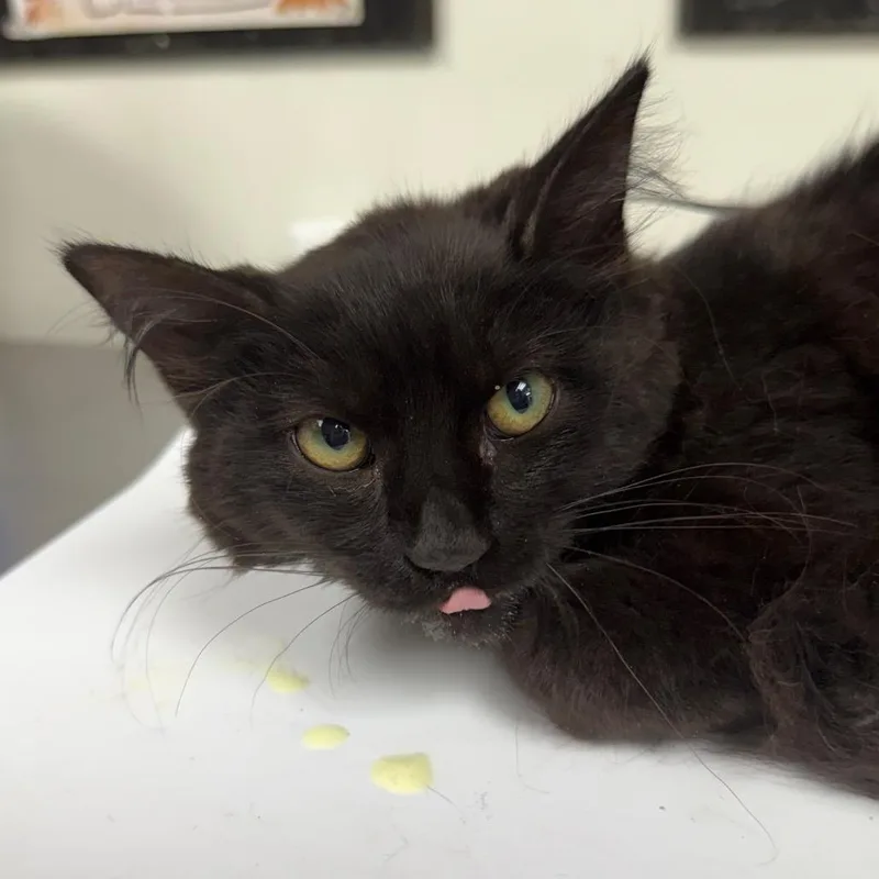 A baby small-sized female Black Domestic Medium Hair cat named Alice for adoption in Birmingham, AL
